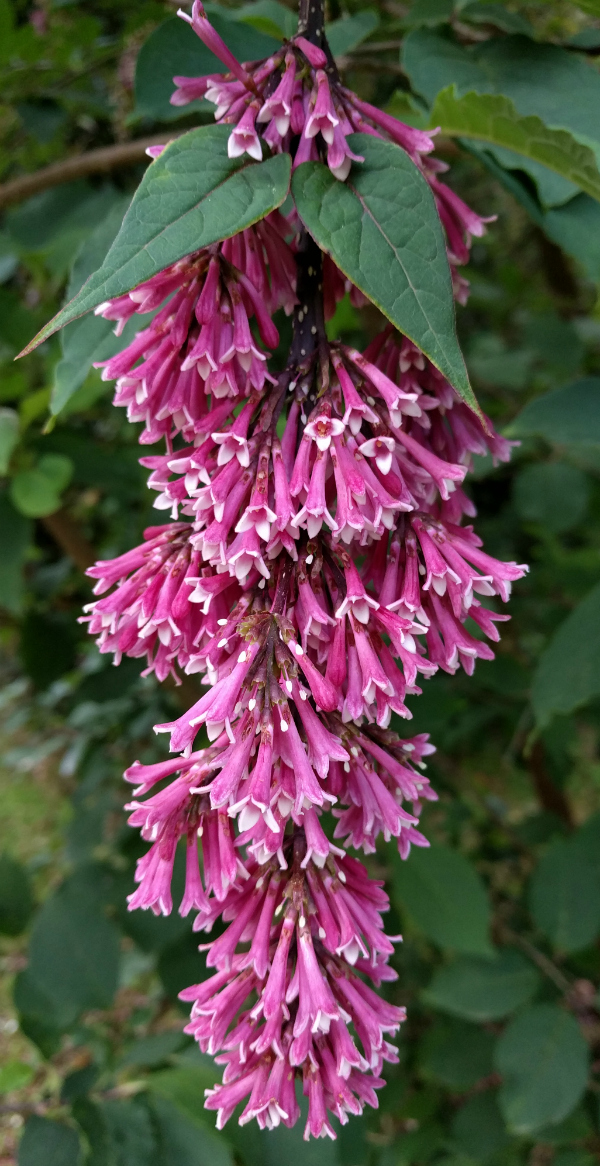 Japanese Garden Flower 1, Powerscourt Estate, Ireland - taken 7.2.16 by FF