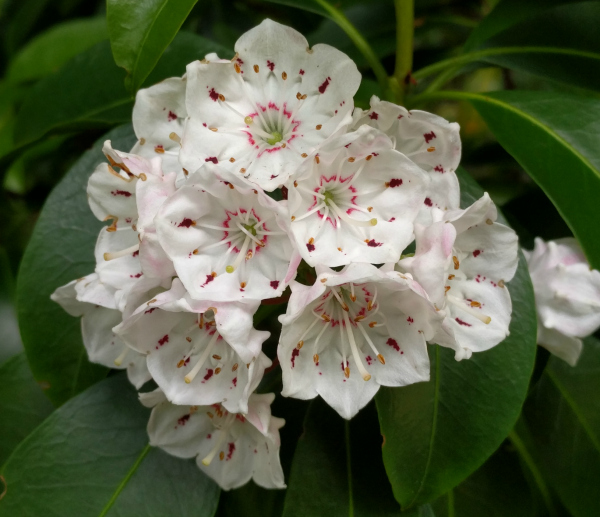 Japanese Garden Flower 2, Powerscourt Estate, Ireland - taken 7.2.16 by FF