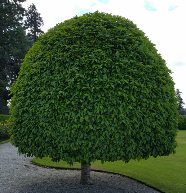 Manicured Tree, Powerscourt Estate, Ireland - taken 7.2.16 by FF