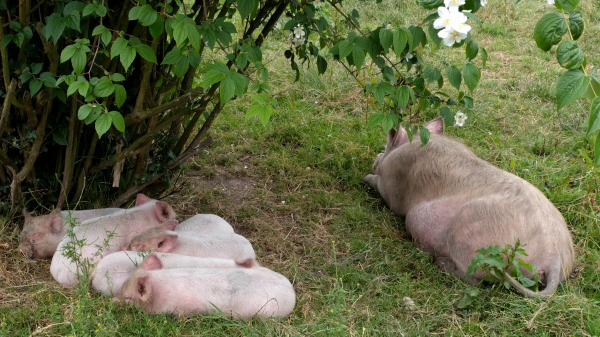 Piglets, Killruddery House, Ireland - taken 7.4.16 by FF