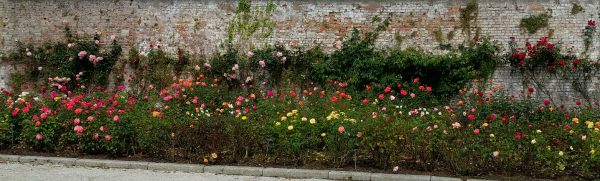 Rose Garden, Powerscourt Estate, Ireland - taken 7.2.16 by FF