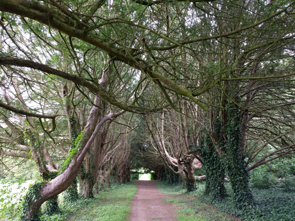 Tree Avenue, Killruddery House, Ireland - taken 7.4.16 by FF