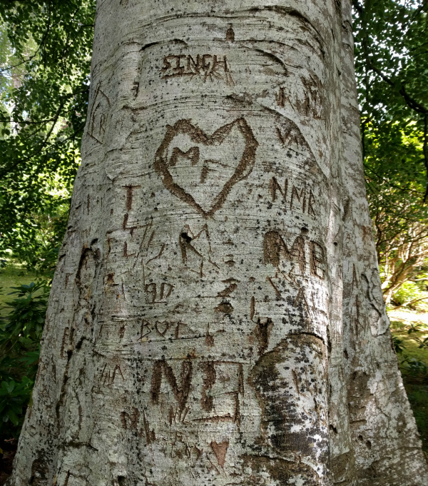 Tree Carvings, Powerscourt Estate, Ireland - taken 7.2.16 by FF