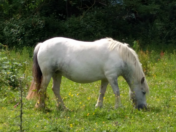 White Horse, outside Killruddery House, Ireland - taken 7.4.16 by FF