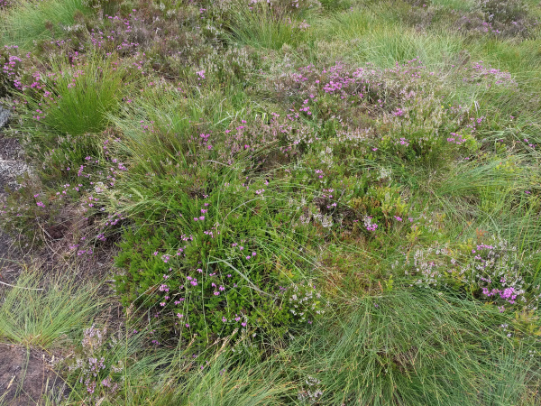 Heather, Wicklow Mountains, Ireland - taken 7.24.16 by FF