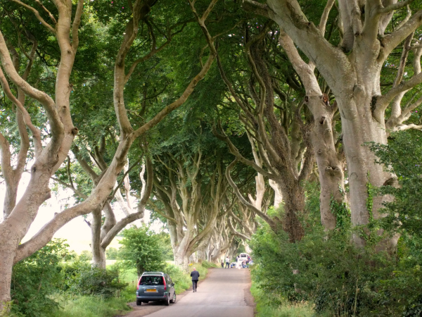 dark-hedges-1-northern-ireland-taken-7-30-16-by-ff