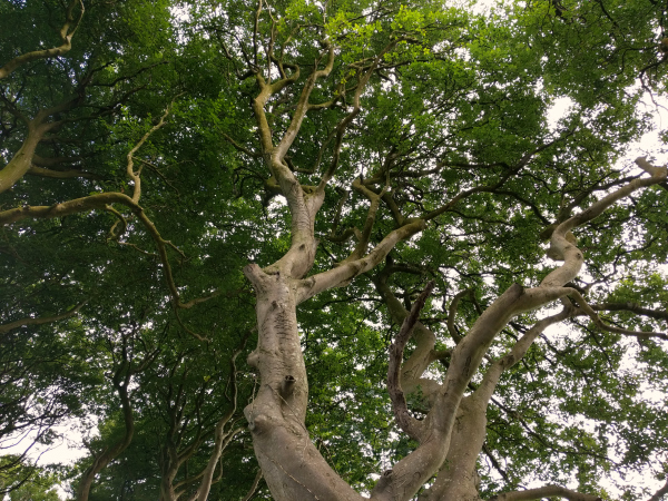 dark-hedges-2-northern-ireland-taken-7-30-16-by-ff