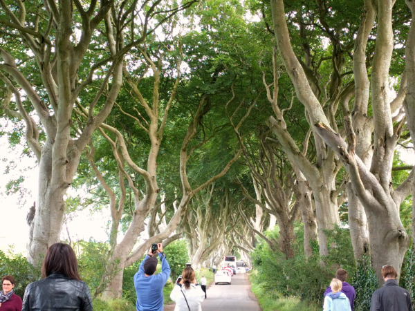 dark-hedges-3-northern-ireland-taken-7-30-16-by-ff