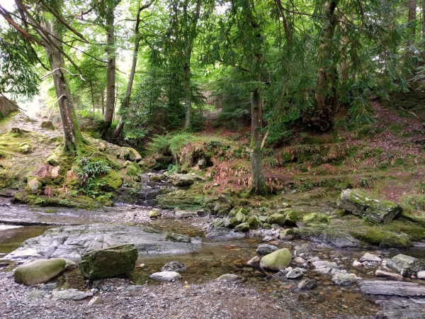 direwolf-creek-tollymore-forest-northern-ireland-taken-7-31-16-by-ff