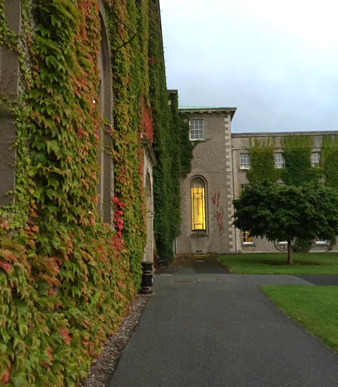 early-morning-ivy-maynooth-university-ireland-taken-8-20-16-by-zephy