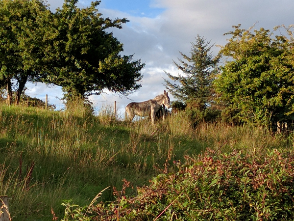 heart-donky-sligo-ireland-taken-by-ff