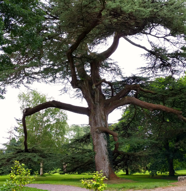 lookout-tower-tree-blarney-castle-ireland-taken-8-13-16-by-ff