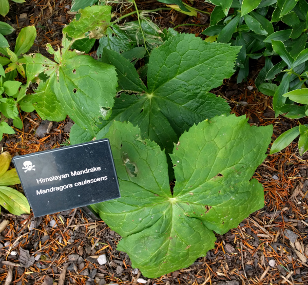 mandrake-poison-garden-blarney-castle-ireland-taken-8-13-16-by-ff