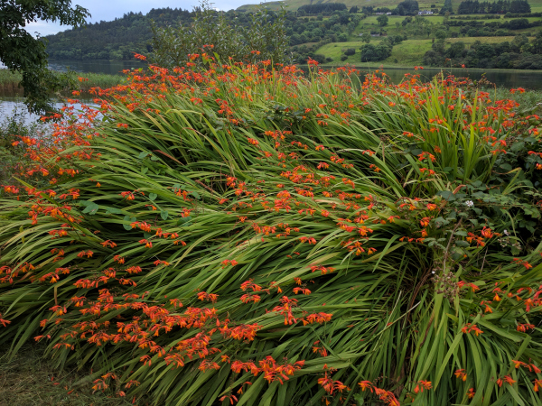 orange-flowers-glencar-waterfall-ireland-taken-8-27-16-by-ff