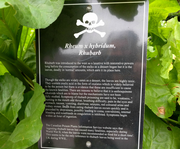 rhubarb-poison-garden-blarney-castle-ireland-taken-8-13-16-by-ff