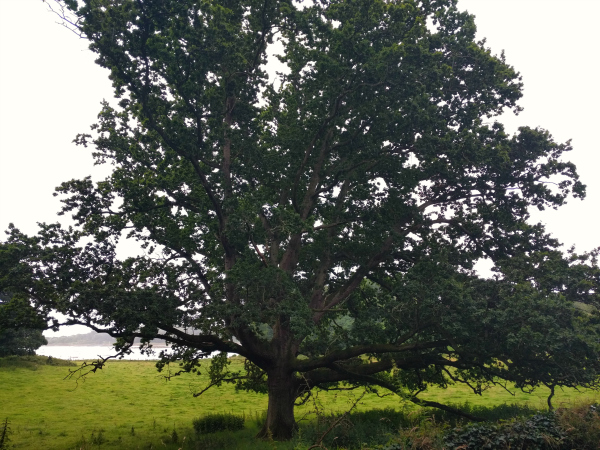 sexy-tree-castle-ward-estate-northern-ireland-taken-7-31-16-by-ff