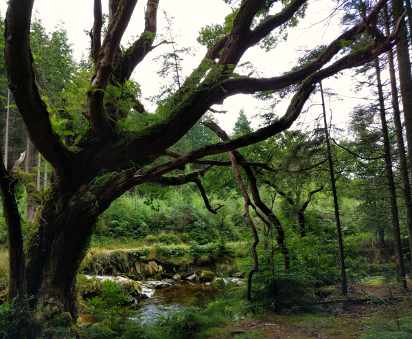 sexy-tree-tollymore-forest-northern-ireland-taken-7-31-16-by-ff