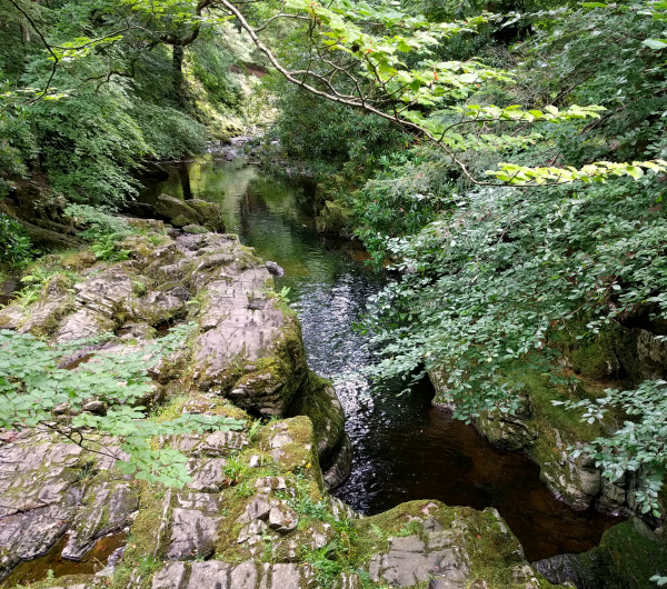 shimna-river-2-tollymore-forest-northern-ireland-taken-7-31-16-by-ff