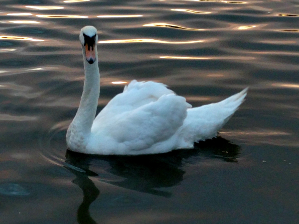 swan-1-cork-lough-ireland-taken-8-10-16-by-ff