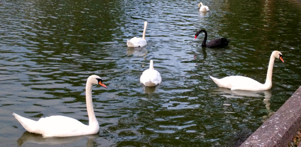 swan-2-cork-lough-ireland-taken-8-10-16-by-ff