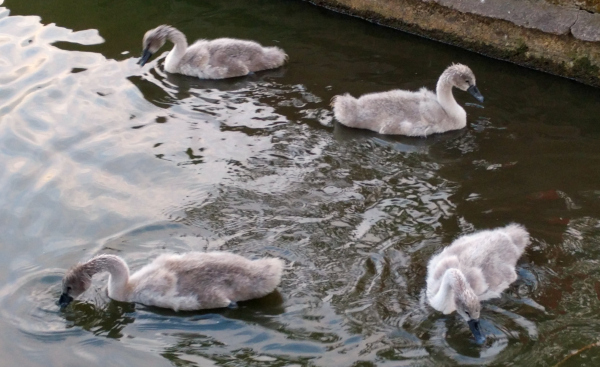 swan-goslings-cork-lough-ireland-taken-8-10-16-by-ff