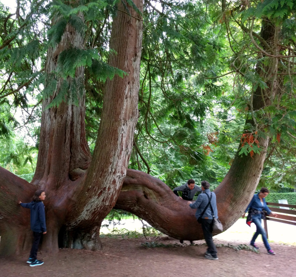 western-red-cedar-1-blarney-castle-ireland-taken-8-13-16-by-ff