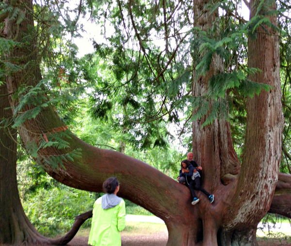 western-red-cedar-2-blarney-castle-ireland-taken-8-13-16-by-ff